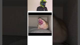 How Animals Yawn 🥱🥱shortsfeed shorts animals trending [upl. by Kress]