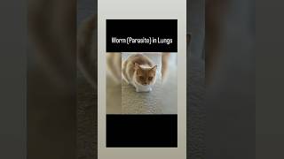 Worms Parasites in lungs in cats  Vet drugs [upl. by Juliano]