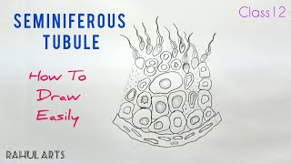 How to Draw Seminiferous Tubule  Sectional view of seminiferous tubule [upl. by Vera]