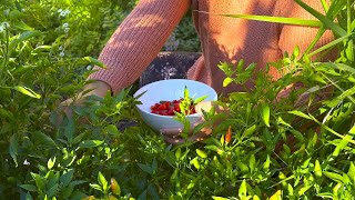 Backyard Vegetable Garden Tour Chili Pepper Harvest amp more [upl. by Yeta]