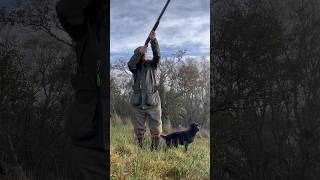 Driven Shooting Scotland Gundog Labrador Retriever gundogtraining [upl. by Assilav]