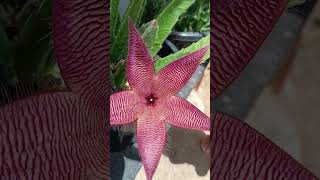 Stapelia hirsutacacto estrelaplantasflores shortes [upl. by Tam877]