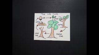 Lets Draw a Tree Life Cycle [upl. by Bixler]