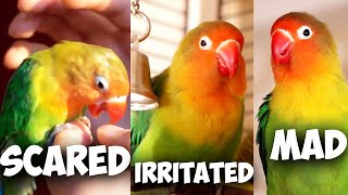 Lovebird Body Language Explained [upl. by Prior]