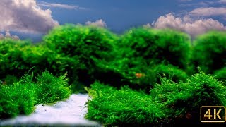 White Sand and Moss [upl. by Euf]