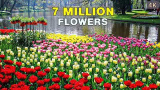 The Worlds Biggest Flower Garden  4K Walk in Keukenhof Netherlands 🇳🇱 [upl. by Allsun198]