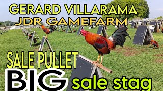 BOSS GERALD VILLARAMA ISANG OWNER NG JDR GAMEFARM STAG SALE NAPAKADAMI [upl. by Buffy895]