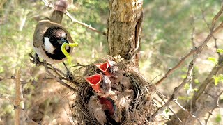 WhiteEar Bulbul doing her work continuesly without any break for babies strong BirdPlusAnimals [upl. by Becket]