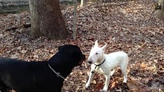 Bull Terrier Vs Rottweiler Stand off [upl. by Michaeline]