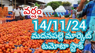 141124 Madanapalle Tomato Market price Today  Today Tomato Market Rate in Madanapalle today [upl. by Knuth489]