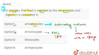 In sponges first food is ingested by the choanocytes and digestion is completed in  12  ANIM [upl. by Luther]