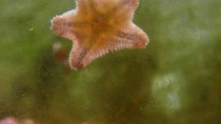 Time lapse movie of star fish feeding [upl. by Iolenta]