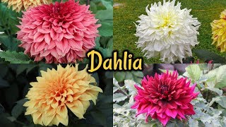 Annual Flower Show 2019  Dahlia FlowerThe Agri  Horticultural Society Of India [upl. by Dat]