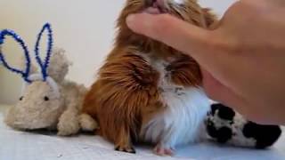 Guinea pig sounds purring and chutting chubbling  muttering [upl. by Bellanca]