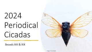 2024 Periodical Cicadas [upl. by Nnyladnarb]