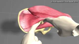 Künstliche Hüfte  minimalinvasive OP Langversion von Prof Christian Hendrich [upl. by Aisatsanna]