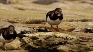 Ruddy Turnstones Arenaria interpres  2 [upl. by Hen]