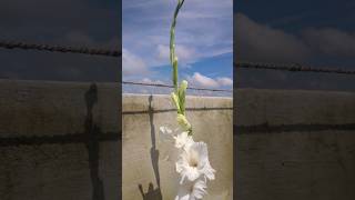 Gladiolus flower bloom 1st time gardenyoutubeshorts gladiolusshortsfeed101rakshabandhanrakhi [upl. by Eenar]