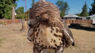 Falconry Training Aslan the RedTailed Hawk 08282020 [upl. by Alarick]