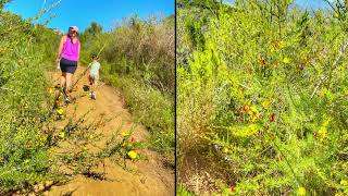 Paarl Mountain Hike Oct ‘24 [upl. by Nemra236]