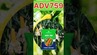 Advanta maize Verity 759maizefarming advantaseeds [upl. by Tristam28]