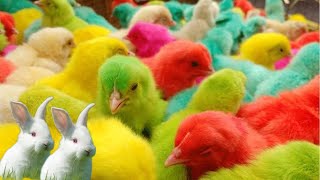 catch colorful chickens ducksrainbow chickens rabbits  cute animal [upl. by Stephenson]