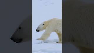 Polar Bear Facts  3 Amazing Things You Didn’t Know [upl. by Bernice960]