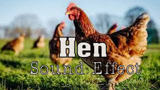 Hen  Sound effect  No copyright [upl. by Norrehc]