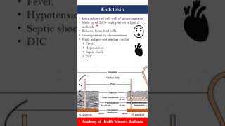 Endotoxins  Microbiology  by Imran Yaseen [upl. by Sibilla129]