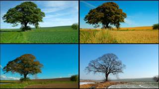 Peter Maffay Der Baum des Lebens in Kammerton A 432 Hz [upl. by Kirimia205]