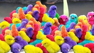 World Cute Chickens Colorful Chickens Rainbows Chickens Cute Ducks Cute Animals Cat Rabbits [upl. by Gannes]