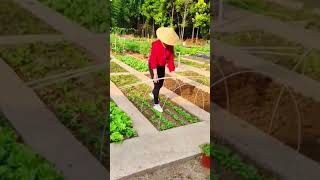 Healing rural lifepickingfruitvegetablerural life farmingsatisfyingagriculture [upl. by Israeli]