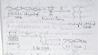 Molecular biology Nucleic acidsDNA Replication and Repair Paper 11unit 1 Semester 5 [upl. by Akissej]