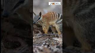 Numbat Australia’s Colorful Ant Eater NumbatFacts Wildlife Australia Subscribe NatureLovers [upl. by Ellirehs]