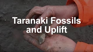 Fossils and Tectonic Uplift in Taranaki [upl. by Annabela127]