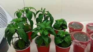 Indoor Pepper Breeding 8  Emasculating Flowers [upl. by Paulsen]