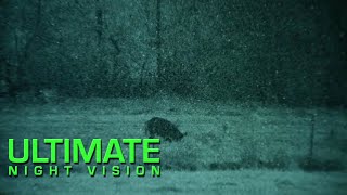 REAPIR Thermal and Gen 3 White Phosphor Night Vision Hog Footage [upl. by Holms]