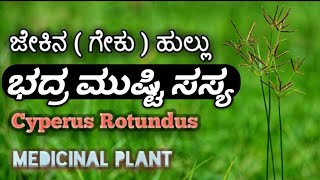 ಭದ್ರ ಮುಷ್ಟಿ ಜೇಕಿನ ಹುಲ್ಲು Cyperus Rotundus Java Grass Purple nut Sedge [upl. by Elyse899]