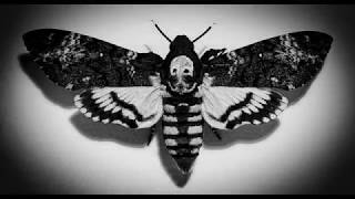 Acherontia Atropos  Acheron [upl. by Eecyac]