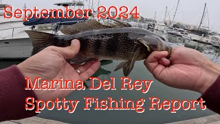 September 2024  Marina Del Rey Spotted Bay Bass Fishing Report [upl. by Nafets192]