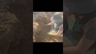 How Herkimer Diamond Mining Process Works shorts diamond viralvideo [upl. by Johnathon]