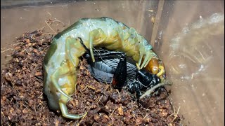 Luzon green centipede Scolopendra subcrustalis feeding black cricket [upl. by Cristal]