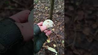 🍄 Phallus impudicus mushroom mushrooms [upl. by Adalia]