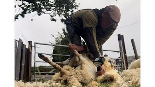 Shearing with new cordless handpiece sheepfarming wool sheepherding sheep [upl. by Jeth]