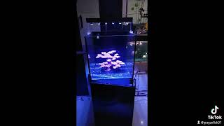 aquarium laut 50x50x50 [upl. by Karl113]