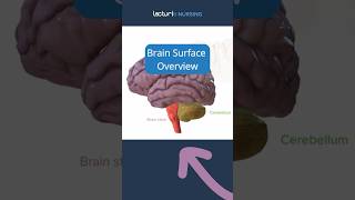 🧠 Exploring Brain Surface Anatomy BrainAnatomy Neuroscience NCLEX [upl. by Lattimer]