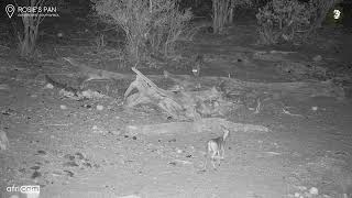 Injured Leopard Tries To Catch A Meal [upl. by Zobe]