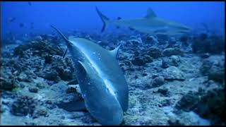 Gray reef shark mating behavior [upl. by Maze]