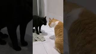 Gangguin Kucingmu Pakai Video Ini  Suara Kucing Berantem [upl. by Snapp39]