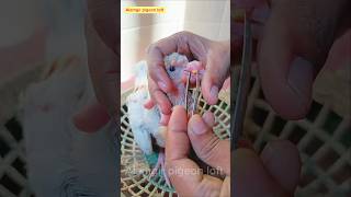 pigeon pox treatment 💯🕊️ viral viralvideo viralshorts youtubeshorts birds edit [upl. by Hakon]